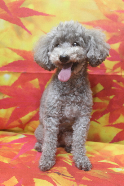 千葉県船橋市のトイプードルのトリミング前画像