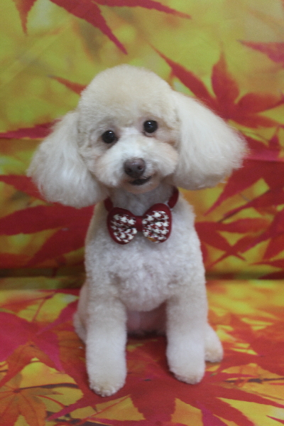 千葉県船橋市のトイプードルのトリミング画像