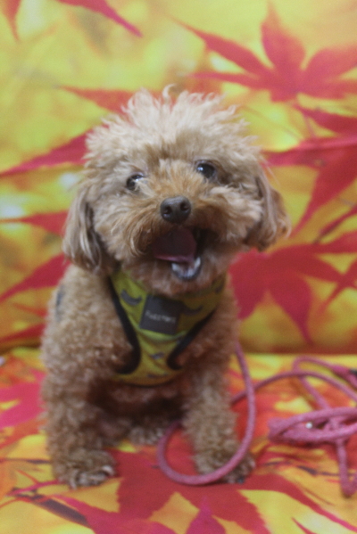 千葉県船橋市のトイプードルのトリミング前画像