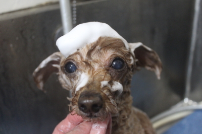 千葉県船橋市のトイプードルのシャンプー画像