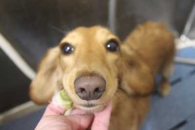 千葉県船橋市のミニチュアダックスの歯磨き画像