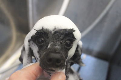 千葉県鎌ヶ谷市のトイプードルのシャンプー画像