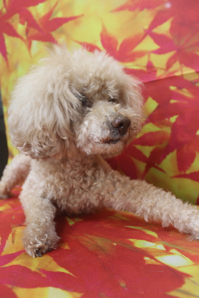 千葉県船橋市のトイプードルのトリミング前画像