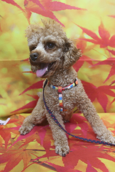 千葉県船橋市のトイプードルのトリミング前画像