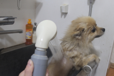 千葉県船橋市のポメラニアンのオゾンシャワー画像