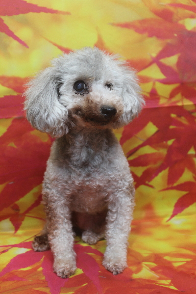 トイプードルブリーダーの成犬、トリミング前画像