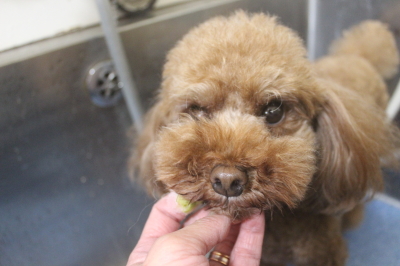 千葉県鎌ケ谷市のトイプードルの歯磨き画像