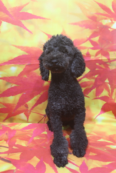 トイプードルブリーダーの成犬、トリミング画像