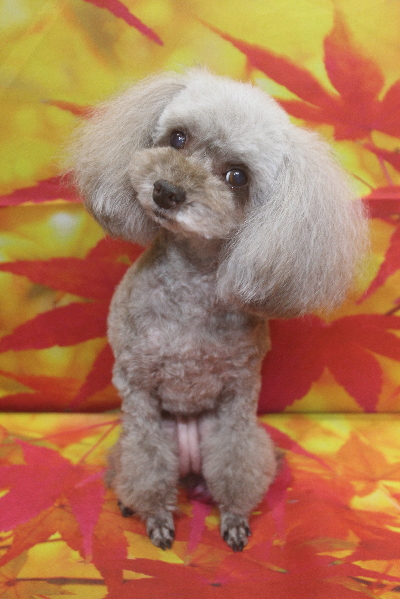 千葉県船橋市のトイプードルのトリミング画像