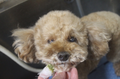 千葉県鎌ヶ谷市のトイプードルの歯磨き画像