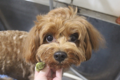 千葉県鎌ケ谷市のミックス犬の歯磨き画像