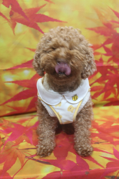 千葉県鎌ケ谷市のトイプードルのトリミング前画像