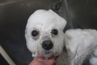 千葉県船橋市のトイプードルのシャンプー画像