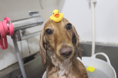 千葉県船橋市のミニチュアダックスの炭酸泉画像