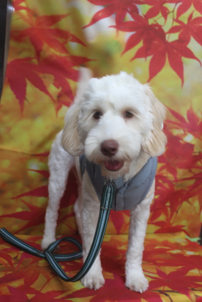 千葉県船橋市のオーストラリアンラブラドゥードルのトリミング前画像