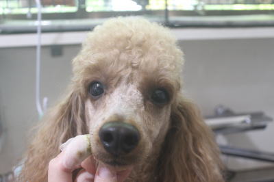 千葉県鎌ヶ谷市のトイプードルの歯磨き画像