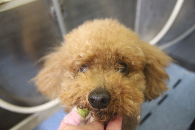 千葉県船橋市のトイプードルの歯磨き画像