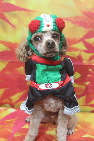 千葉県船橋市のトイプードルのトリミング画像