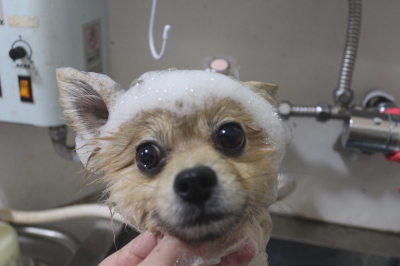 千葉県船橋市のポメラニアンのシャンプー画像