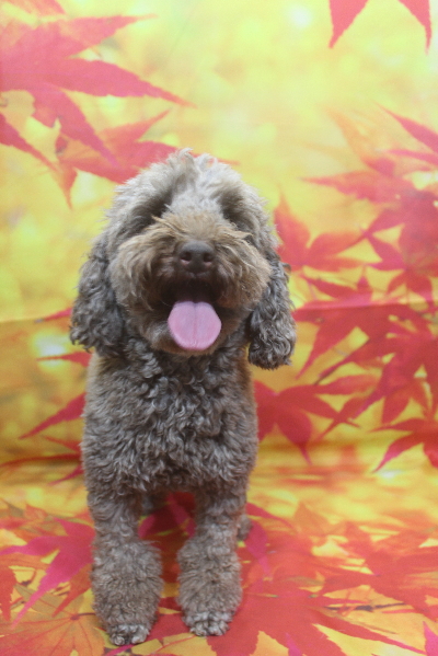 トイプードルブリーダーの成犬、トリミング前画像