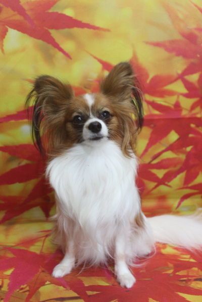 千葉県鎌ヶ谷市のパピヨンのトリミング前画像