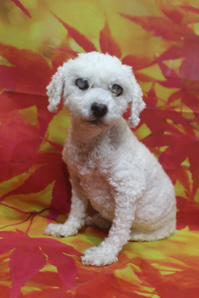 千葉県船橋市のトイプードルのトリミング前画像