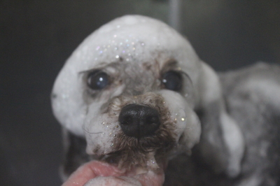 千葉県船橋市のトイプードルのシャンプー画像