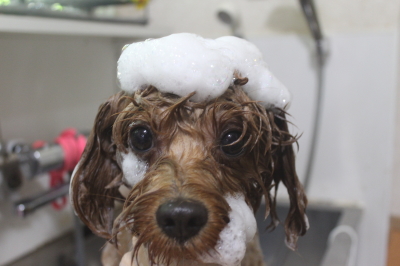 千葉県鎌ケ谷市のミックス犬のシャンプー画像