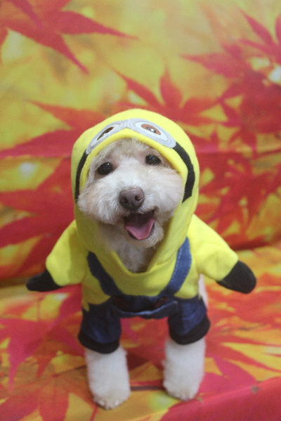 千葉県船橋市のトイプードルのトリミング画像