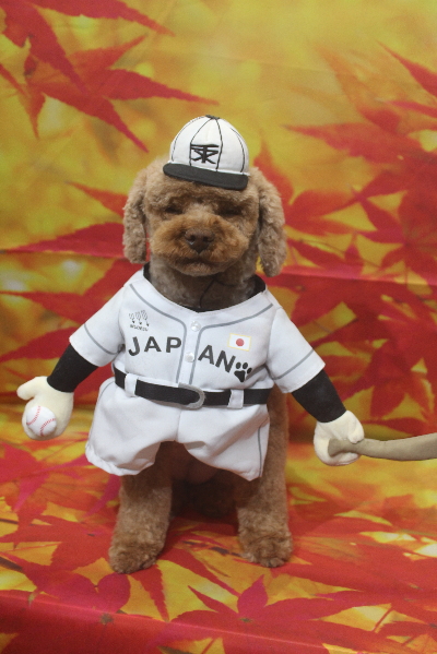 千葉県鎌ケ谷市のトイプードルのトリミング画像