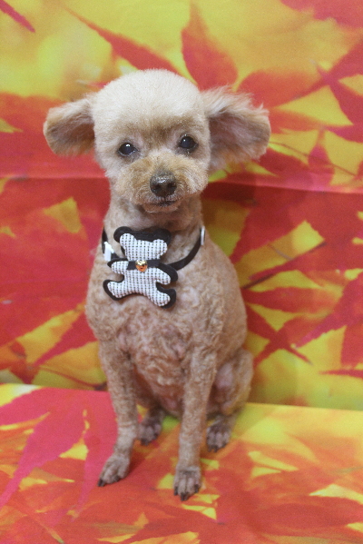 千葉県船橋市のトイプードルのトリミング画像