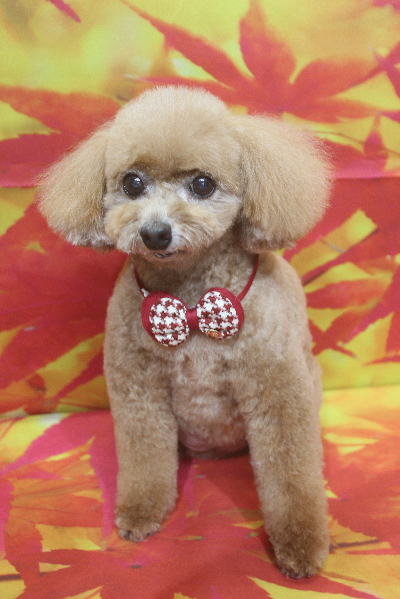 千葉県鎌ケ谷市のトイプードルのトリミング画像