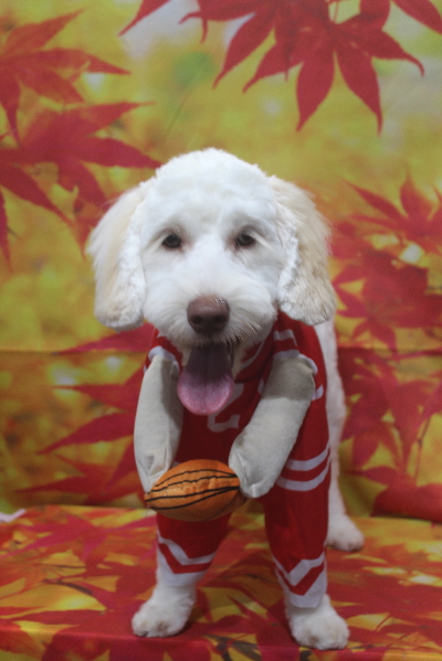 千葉県船橋市のオーストラリアンラブラドゥードルのトリミング画像