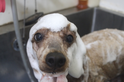 千葉県鎌ヶ谷市のトイプードルのシャンプー画像