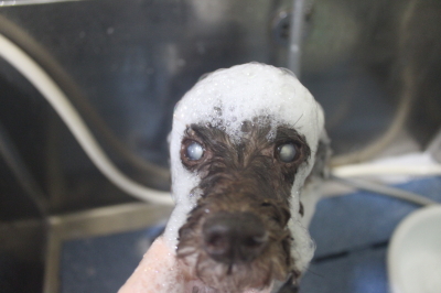 千葉県船橋市のトイプードルのシャンプー画像