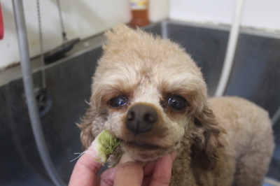 千葉県船橋市のトイプードルの歯磨き画像