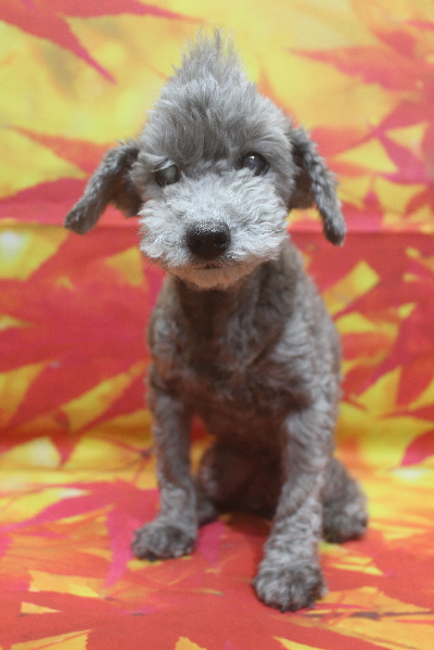 千葉県船橋市のトイプードルのトリミング前画像