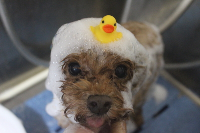 千葉県船橋市のトイプードルのシャンプー画像