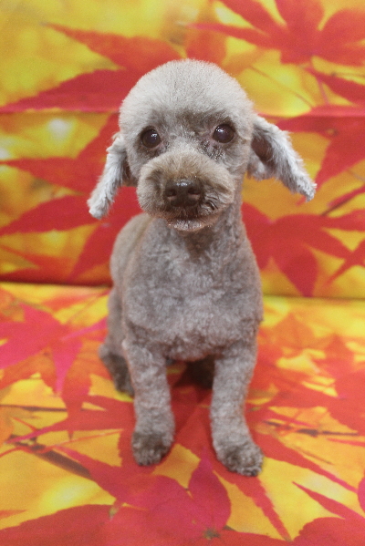 千葉県船橋市のトイプードルのトリミング画像