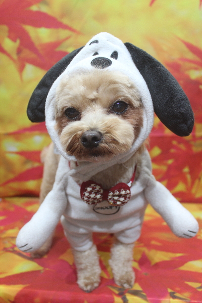 千葉県船橋市のミックス犬のトリミング画像