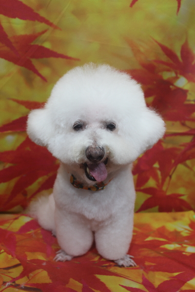 千葉県鎌ケ谷市のビションフリーゼのトリミング画像