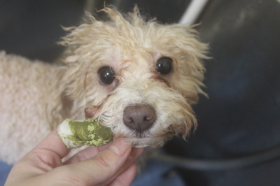 千葉県船橋市のトイプードルの歯磨き画像