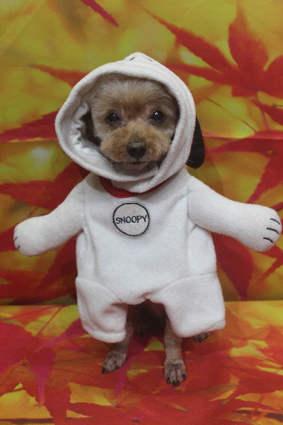 千葉県船橋市のトイプードルのトリミング画像