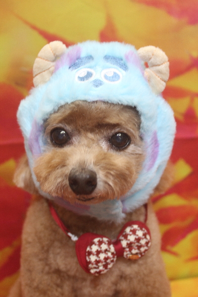 千葉県鎌ケ谷市のトイプードルのトリミング画像