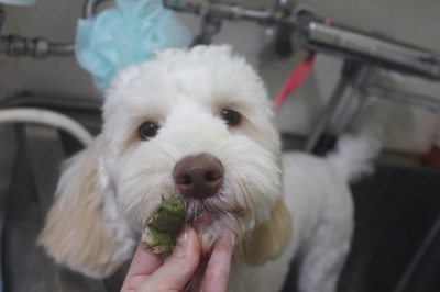 千葉県船橋市のオーストラリアンラブラドゥードルの歯磨き画像