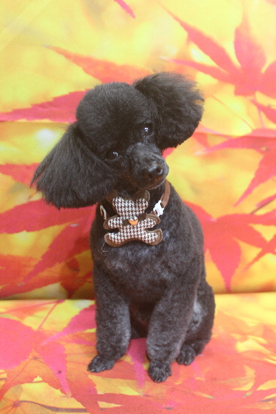 千葉県鎌ヶ谷市のトイプードルのトリミング画像