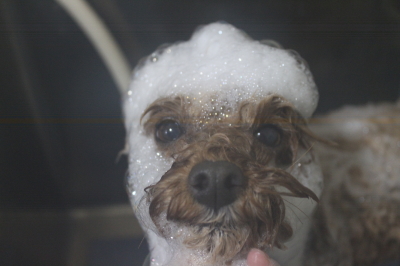 千葉県船橋市のトイプードルのシャンプー画像
