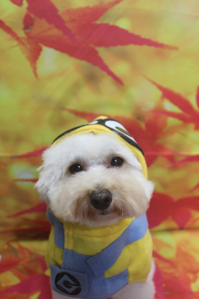 千葉県鎌ヶ谷市のトイプードルのトリミング画像