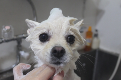 東京都港区のポメラニアンのシャンプー画像