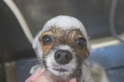 千葉県鎌ヶ谷市のパピヨンのシャンプー画像